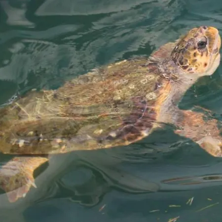 Appartement Apricot Argostóli